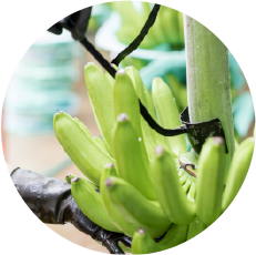 Organic Banana – Magnifica