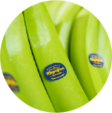 Organic Banana – Magnifica